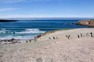 Falkland Islands-Cosmic Travel