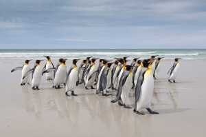 Falkland Islands-Cosmic Travel