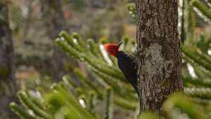 Bird Watching  - Vira Vira Hacienda - Chili - Cosmic Travel