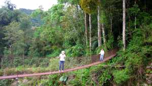Boquete Tree Trek - Panama - Cosmic Travel