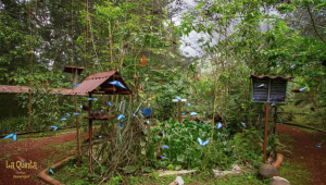La Quinta de Sarapiqui Lodge - Costa Rica - Cosmic Travel