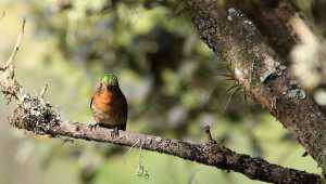 Villa Doris - Nono Country House - Ecuador - Cosmic Travel