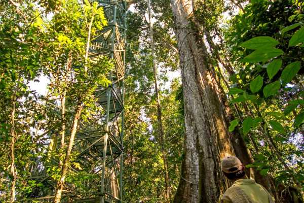 Manatee Amazon Explorer - Equateur - Cosmic Travel