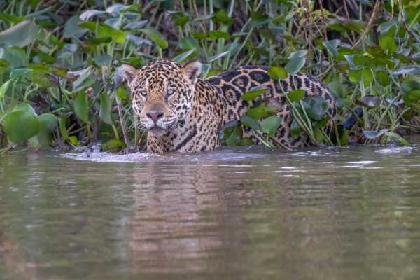 Jaguar Cruise Akaia - Brazilië - Cosmic Travel
