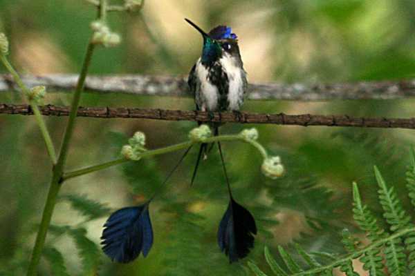 Gocta Andes Lodge - Peru - Cosmic Travel